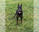 Puppy AKC Eur Rushka Doberman Pinscher
