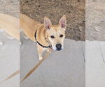 Small Labrador Retriever Mix