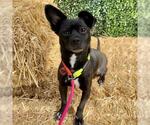 Small #2 Chiweenie
