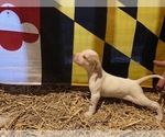 Small Photo #12 Pointer Puppy For Sale in CENTREVILLE, MD, USA
