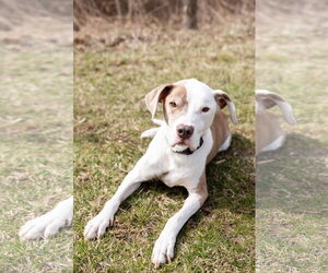 Mutt Dogs for adoption in Crete, IL, USA