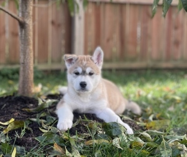 Medium Photo #1 Akita-Siberian Husky Mix Puppy For Sale in CLEARFIELD, PA, USA
