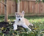 Small Photo #1 Akita-Siberian Husky Mix Puppy For Sale in CLEARFIELD, PA, USA