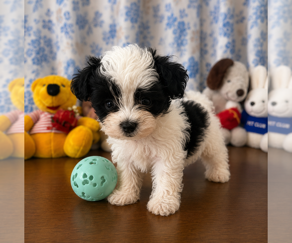 Medium Photo #2 Morkie Puppy For Sale in DURHAM, CT, USA
