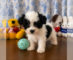 Small #1 Morkie