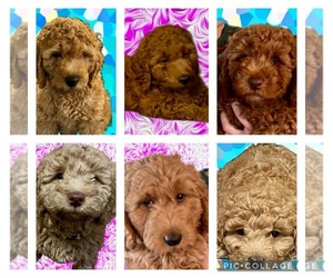 Goldendoodle (Miniature) Puppy for Sale in SPRINGFIELD, Missouri USA