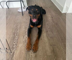 Rottweiler Dogs for adoption in Austin, TX, USA