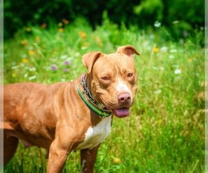 American Staffordshire Terrier-Unknown Mix Dogs for adoption in Euless, TX, USA