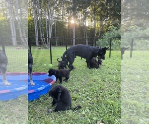 German Shepherd Dog Puppy for Sale in WEST POINT, Virginia USA