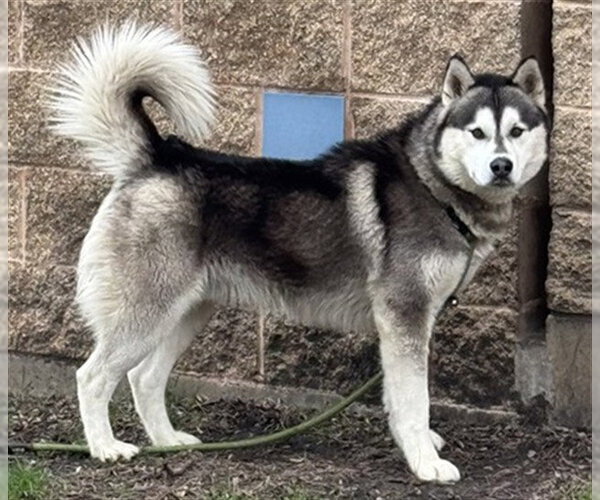 Medium Photo #1 Siberian Husky Puppy For Sale in Aurora, IL, USA