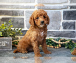 Small Photo #12 Cockapoo Puppy For Sale in MIFFLINBURG, PA, USA