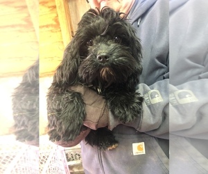 Cavapoo Puppy for sale in SAINT LOUIS, MI, USA