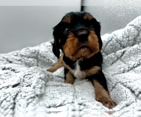 Medium Photo #5 Cavalier King Charles Spaniel Puppy For Sale in BORING, OR, USA