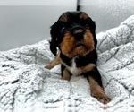 Small Photo #5 Cavalier King Charles Spaniel Puppy For Sale in BORING, OR, USA