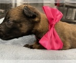 Small Photo #181 Belgian Malinois Puppy For Sale in REESEVILLE, WI, USA