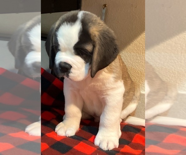 Medium Photo #2 Saint Bernard Puppy For Sale in COLORADO SPRINGS, CO, USA