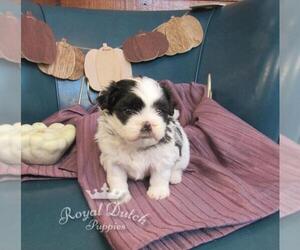 Zuchon Puppy for sale in LE MARS, IA, USA