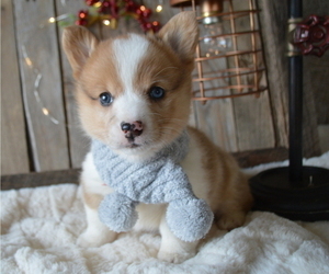 Medium Pembroke Welsh Corgi