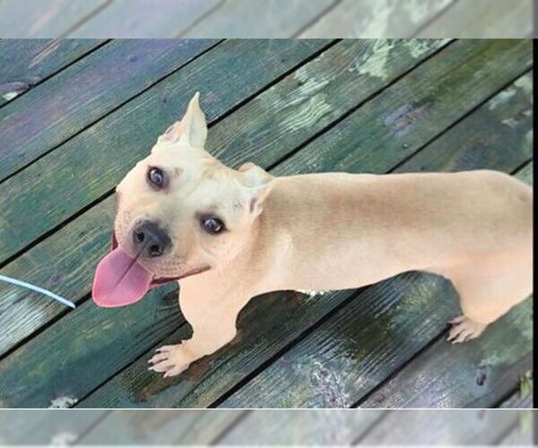 Medium Photo #8 American Pit Bull Terrier Puppy For Sale in Murfreesboro, NC, USA