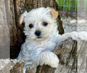 Morkie Puppy for sale in CASSVILLE, MO, USA