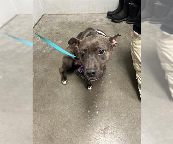 Medium Photo #1 Labrador Retriever-Staffordshire Bull Terrier Mix Puppy For Sale in Rosenberg, TX, USA
