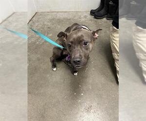 Labrador Retriever-Staffordshire Bull Terrier Mix Dogs for adoption in Rosenberg, TX, USA