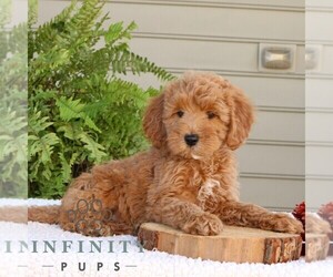 Goldendoodle (Miniature) Puppy for sale in NARVON, PA, USA
