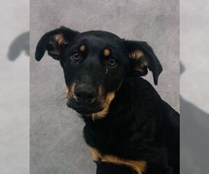 Mutt Dogs for adoption in Canton, CT, USA