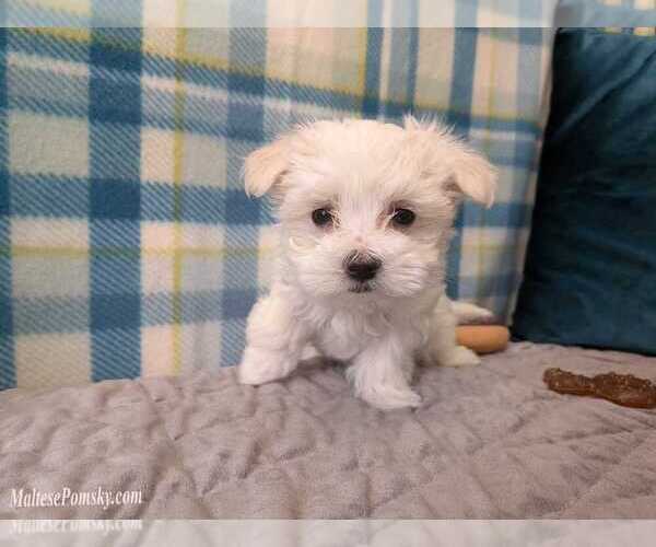 Medium Photo #9 Maltese Puppy For Sale in OCALA, FL, USA