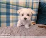 Small Photo #9 Maltese Puppy For Sale in OCALA, FL, USA