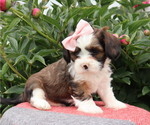 Small #1 Cava-Tzu