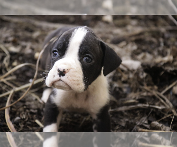 Medium Photo #8 Boxer Puppy For Sale in SHIPSHEWANA, IN, USA
