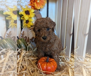 Goldendoodle-Poodle (Miniature) Mix Puppy for sale in MIDLAND, NC, USA
