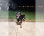 Small #4 Rottweiler Mix