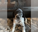 Puppy Female purple German Shorthaired Pointer