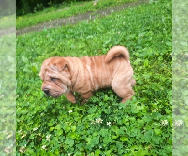 Medium Photo #2 Chinese Shar-Pei Puppy For Sale in SOMERSET, KY, USA