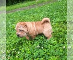 Small #1 Chinese Shar-Pei