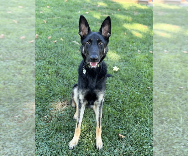 Medium Photo #5 German Shepherd Dog Puppy For Sale in West Sacramento, CA, USA