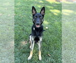 Small #4 German Shepherd Dog