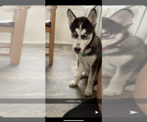 Siberian Husky Puppy for sale in SOUTH RIVER, NJ, USA