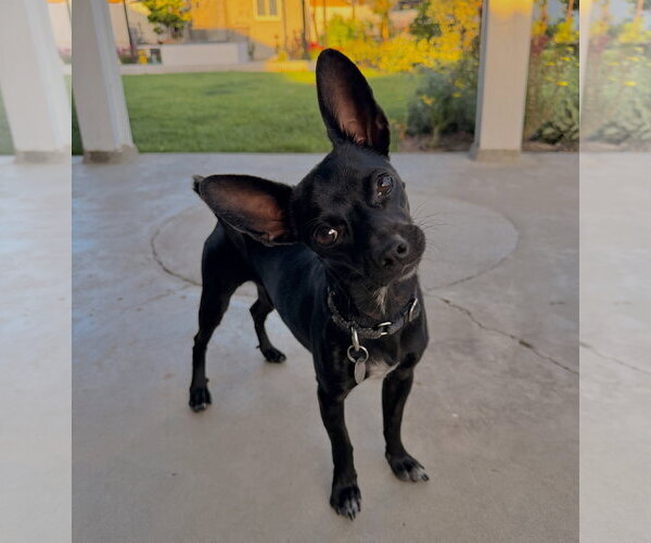 Medium Photo #2 Chihuahua Puppy For Sale in Menifee, CA, USA