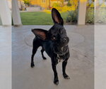 Small #1 Chihuahua