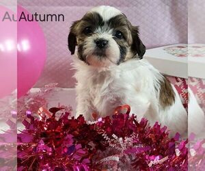 Zuchon Puppy for sale in ARTHUR, IL, USA
