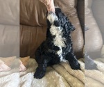 Small #4 Cockapoo