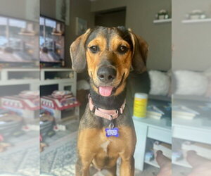 Mutt Dogs for adoption in Springdale, PA, USA
