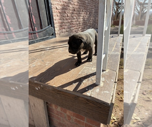 Medium Photo #4 American Bandogge mastiff Puppy For Sale in DEMING, NM, USA