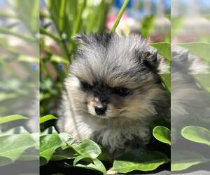 Pomeranian Puppy for Sale in ELMHURST, Illinois USA