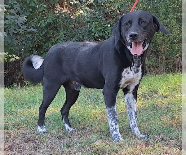 Medium Photo #3 Labrador Retriever-Unknown Mix Puppy For Sale in Wetumpka, AL, USA