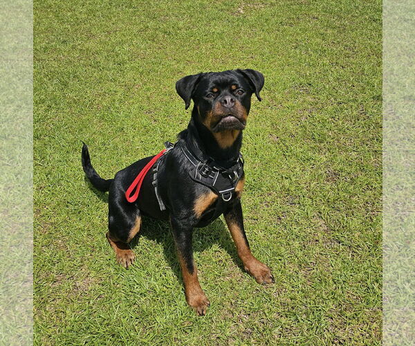 Medium Photo #5 Rottweiler Puppy For Sale in White Hall, AR, USA