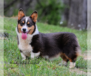 Father of the Welsh Cardigan Corgi puppies born on 01/27/2022